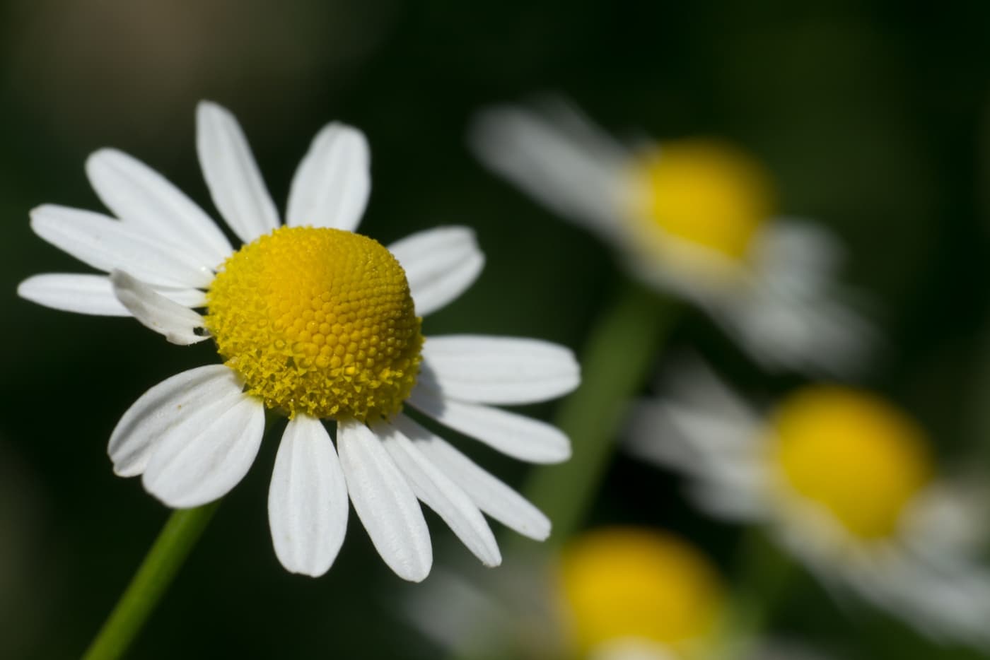 A chamomile flower with white petals and a yellow centre in soft sunlight