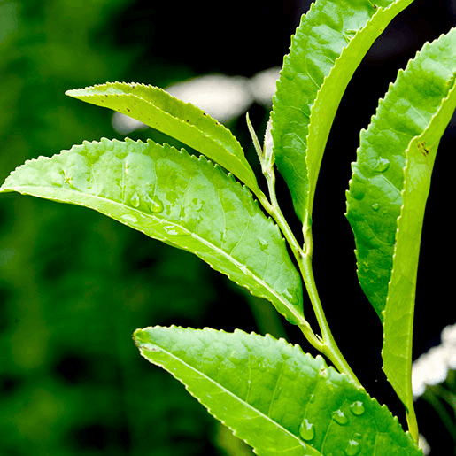 Fresh green tea leaves with water droplets